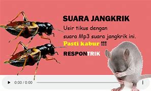 Download Mp3 Jangkrik Pengusir Tikus